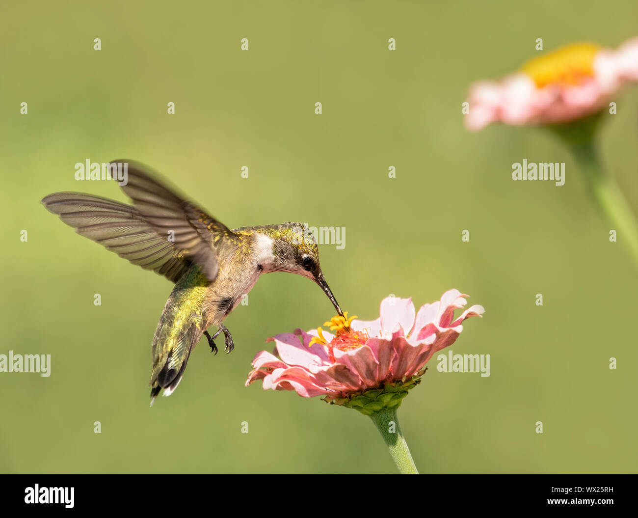 Archilochus colubris, Ruby-throated Hummingbird feeding on a light pink Zinnia flower Stock Photo