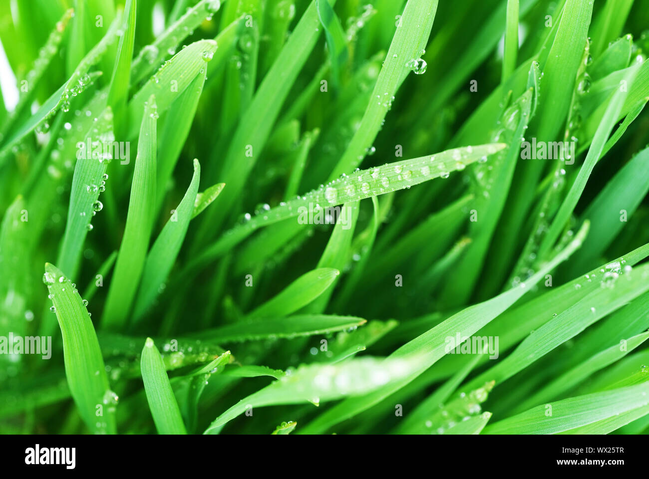 Fresh Green Grass Stock Photo - Alamy