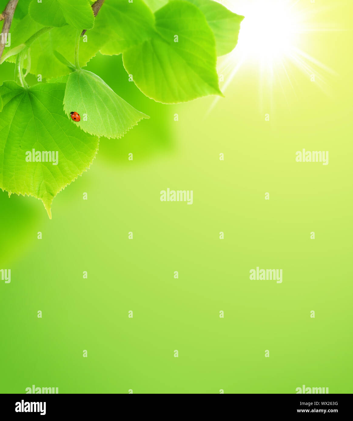 Fresh Green Leaves Background Stock Photo - Alamy