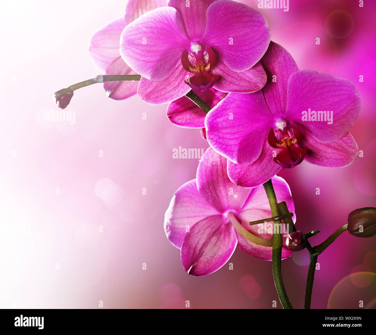 Orchid Flower border design Stock Photo - Alamy
