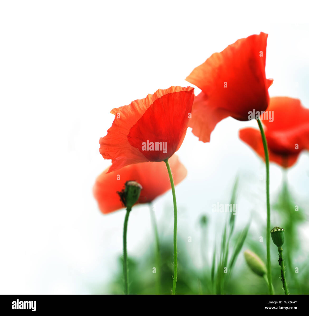 Beautiful poppies border hi-res stock photography and images - Alamy