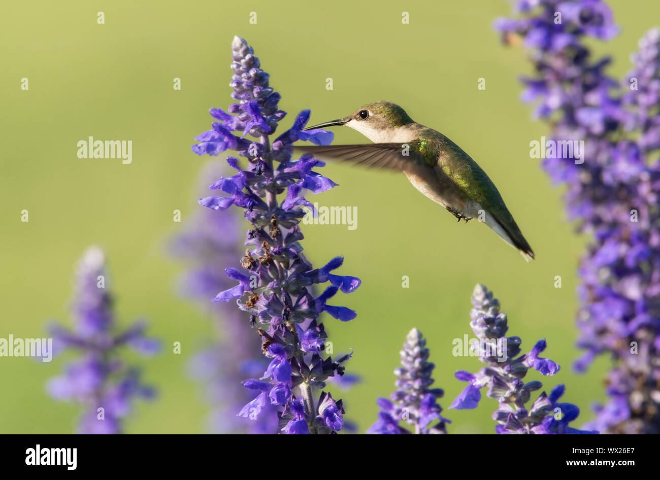 Hummingbird feeding in flight, surrounded by purple Salvia flowers