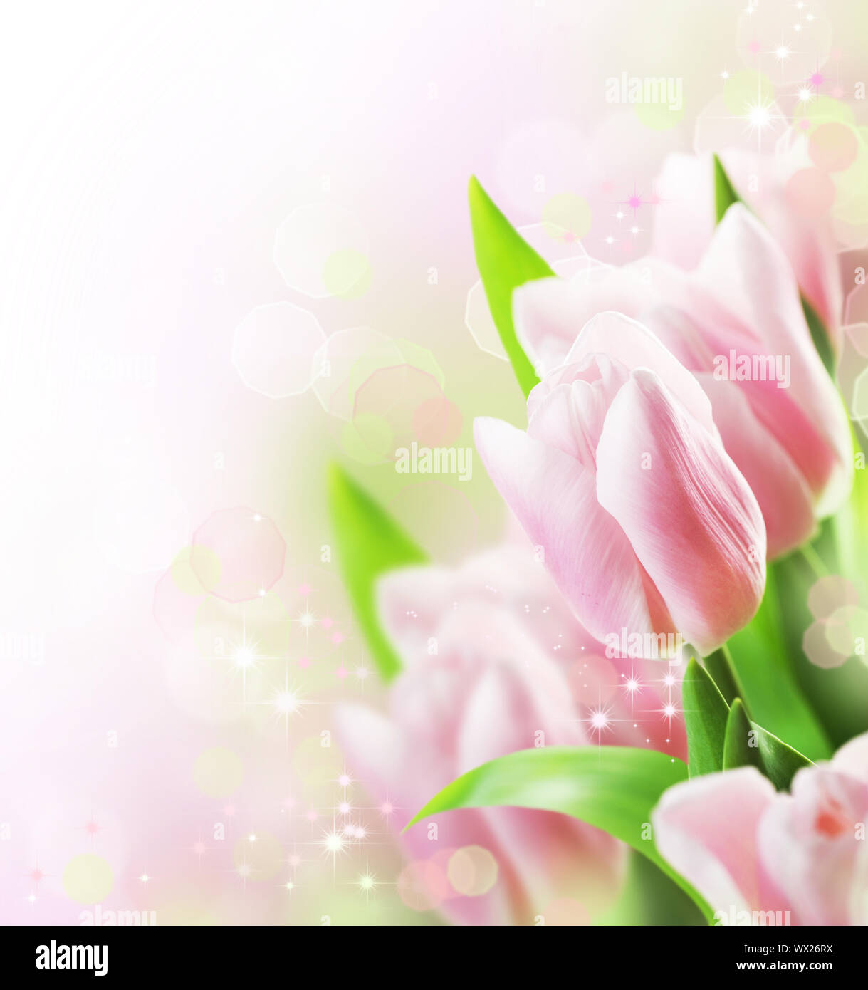 Tulips Spring Border Design Stock Photo - Alamy