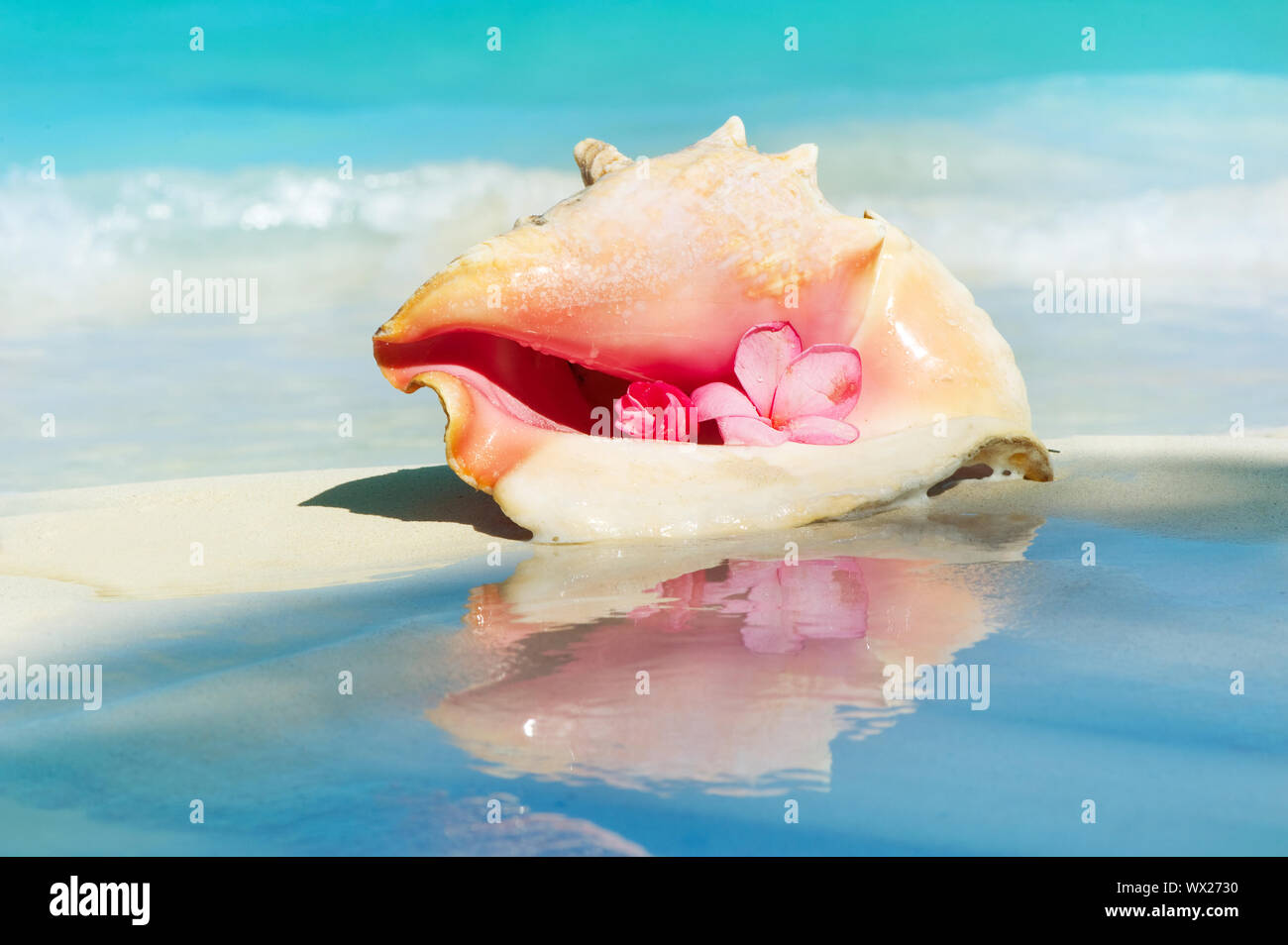 Conch Shell on The Beach Sand. Caribbean Stock Photo Alamy