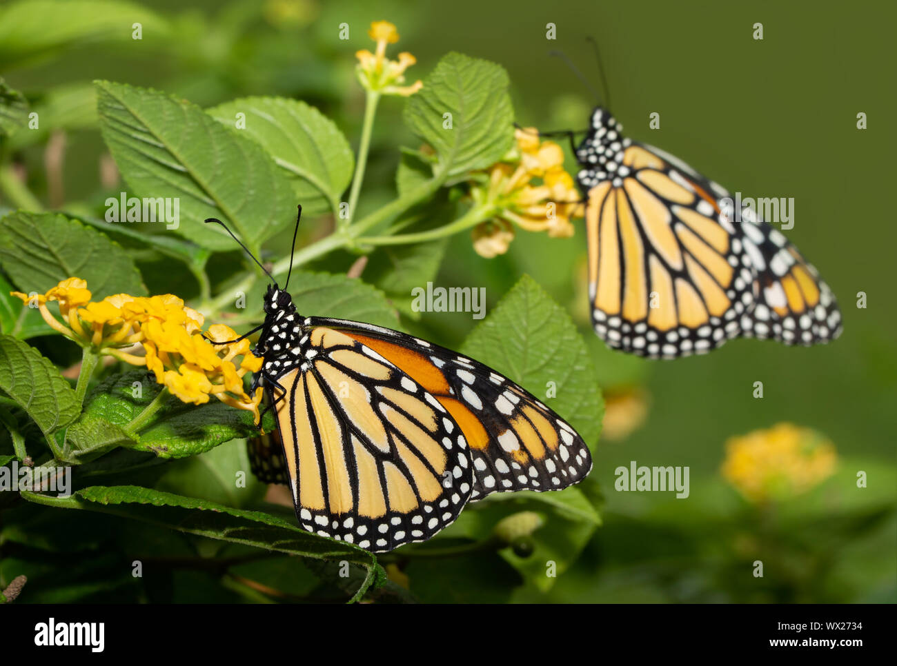 Monarch butterfly on a yellow Lantana flower, with another Monarch on the background Stock Photo
