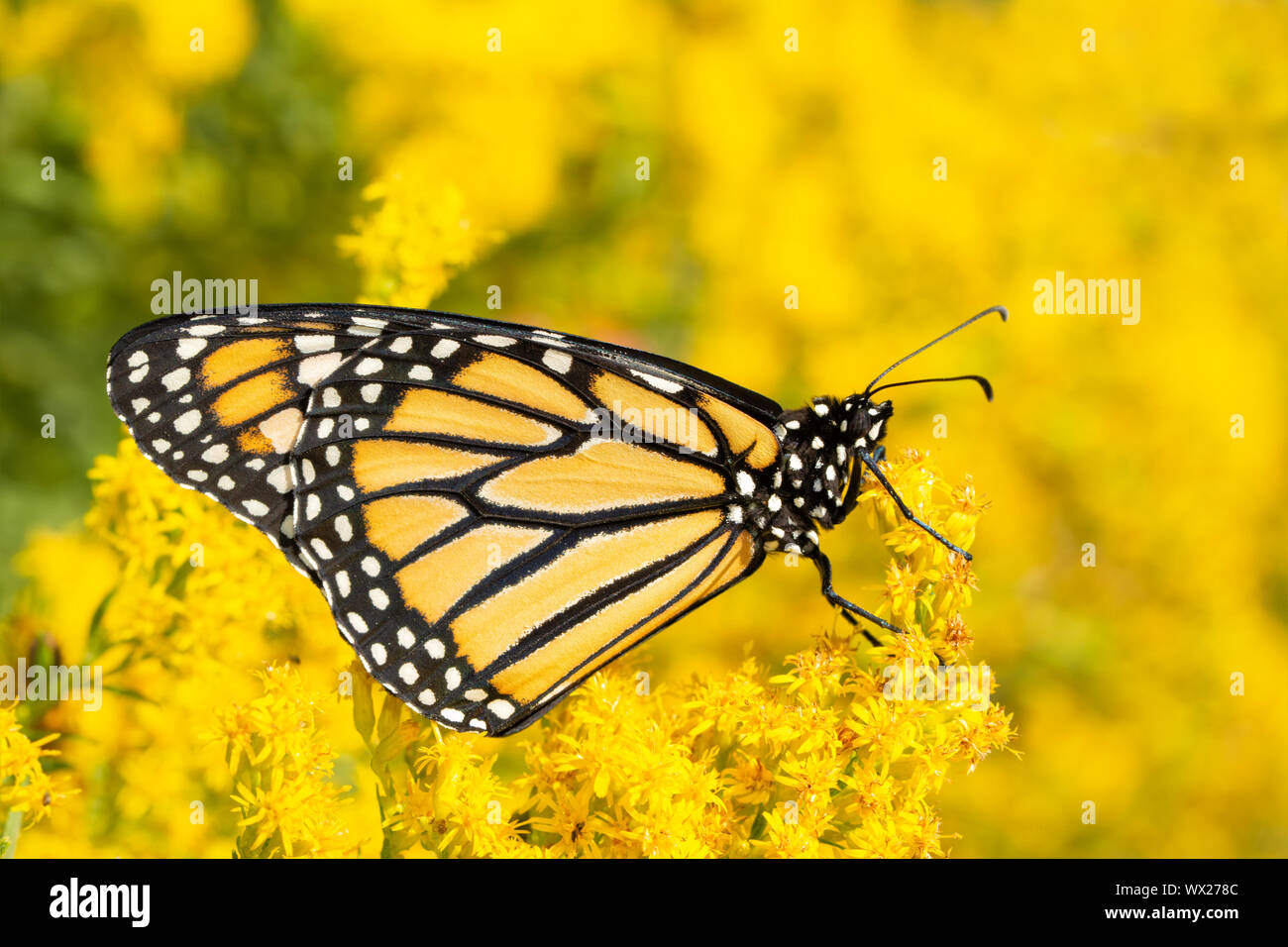 Monarch butterfly resting on a bright yellow Goldenrod flower Stock Photo