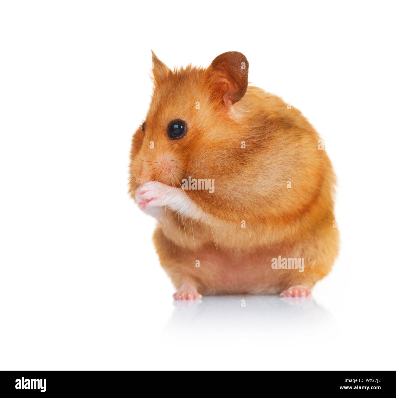 Funny Hamster over white Stock Photo