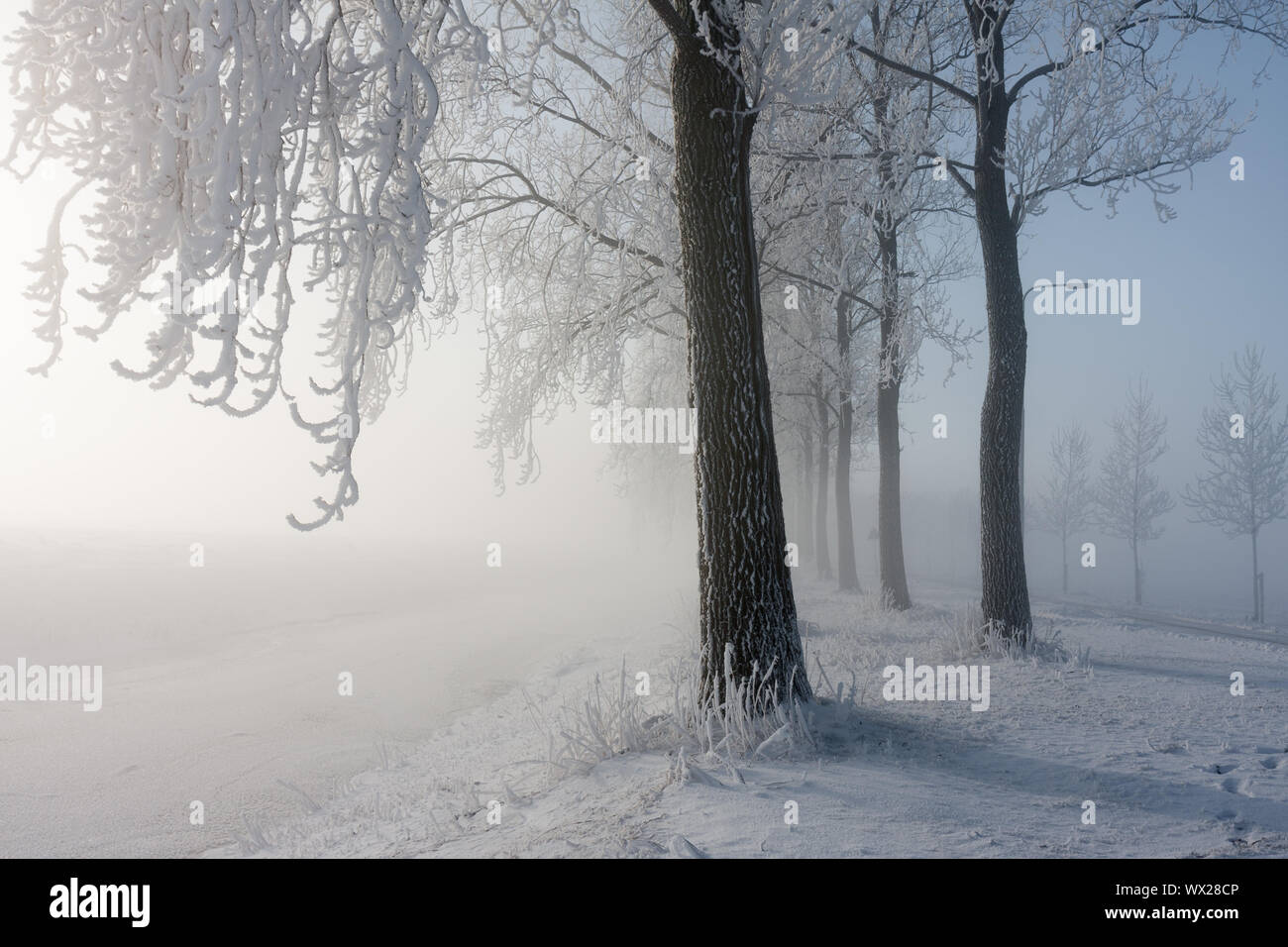 Winter trees covered with hoarfrost and the bright morning sun is shining through the winter haze Stock Photo