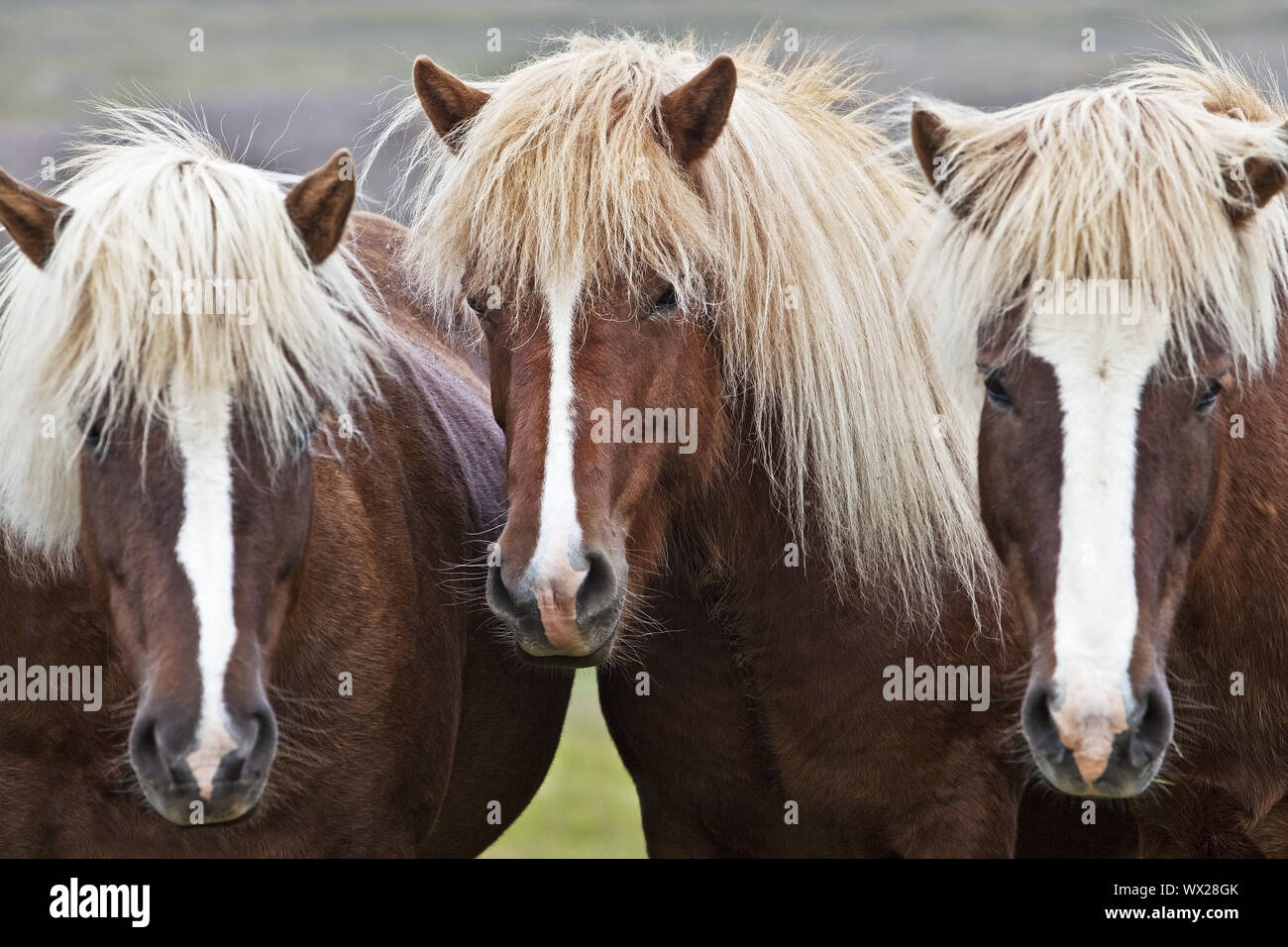 Islandic horse (Equus ferus caballus), three Icelandic horses standing togeher, portrait, Iceland Stock Photo