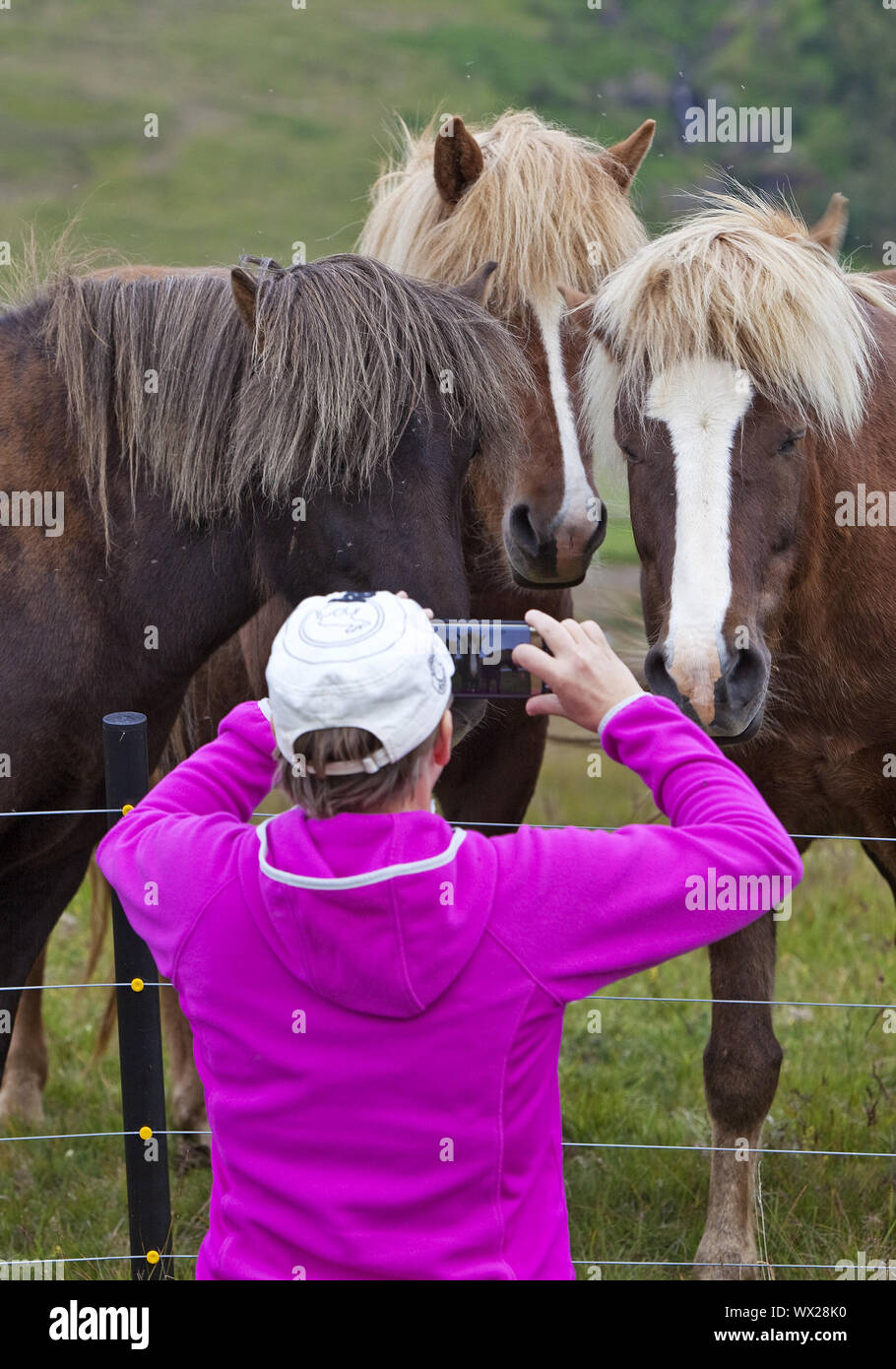 Islandic horse (Equus ferus caballus), woman takes a photo of three Icelandic horses, Iceland Stock Photo