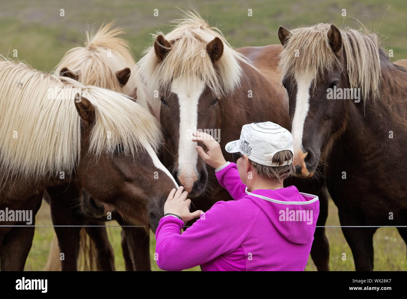 Icelandic horses (Equus ferus caballus) curiously noising at a woman at the pasture fence, Iceland Stock Photo