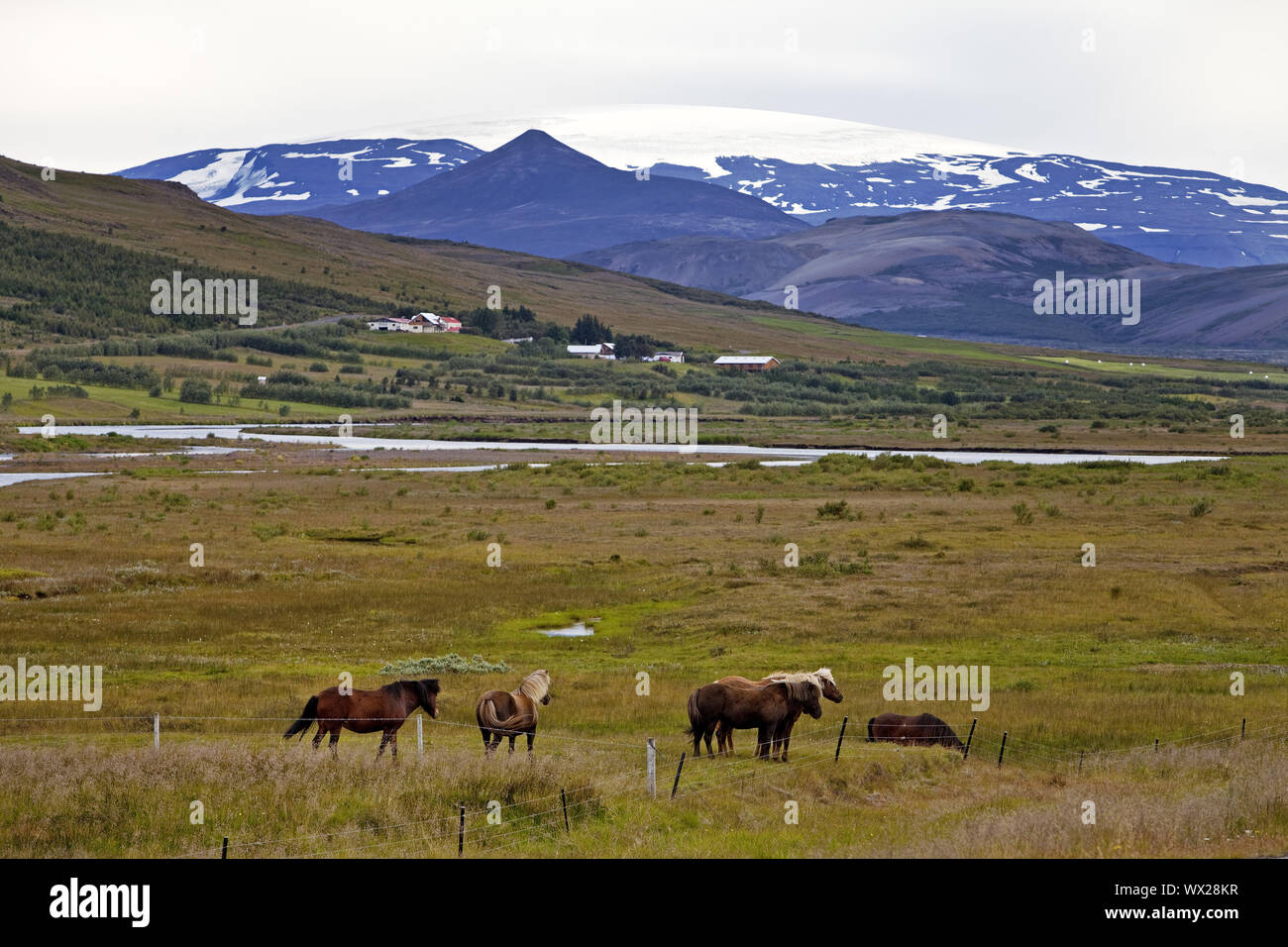 Reykholtsdalur with glacier Eriksjoekull and Islandic horses, (Equus ferus caballus), Iceland Stock Photo