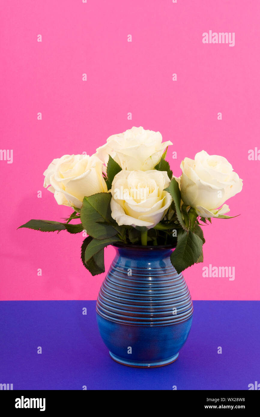 Bouquet white roses in blue vase on pink background Stock bouquet white roses in blue vase on pink background WX28W8