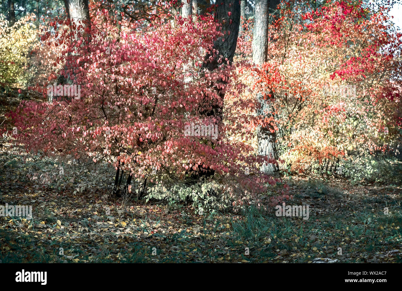Autumn landscape in the forest with a shrub with red leaves. Stock Photo