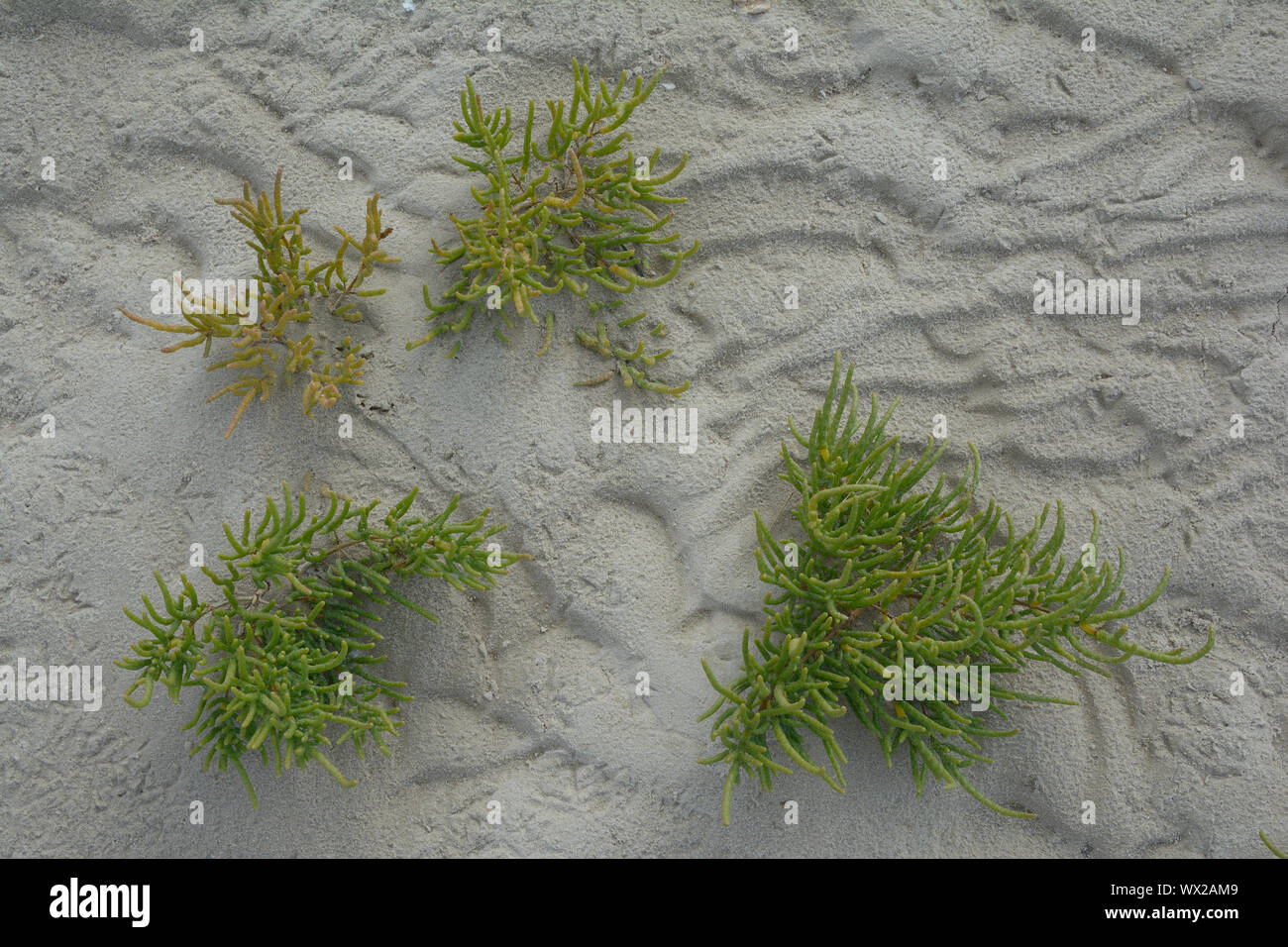 Glasswort (Salicornia europaea) in wadden Sea,North Sea,Germany Stock Photo