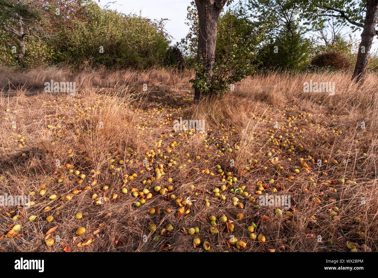 Falling fruit meadow Stock Photo