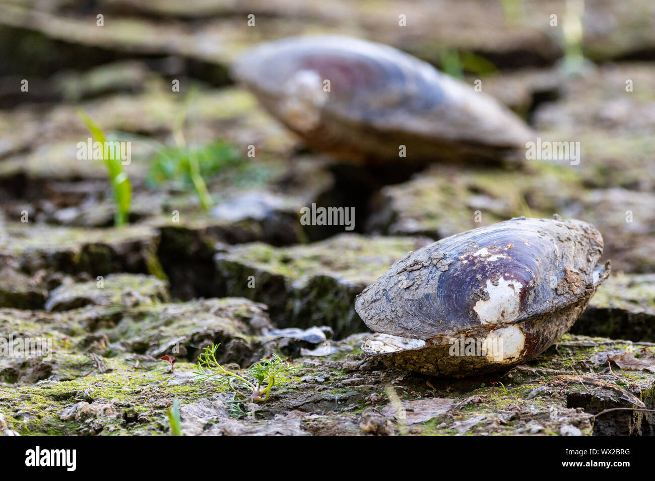 dried out pond in summer 2018 with mussel Stock Photo