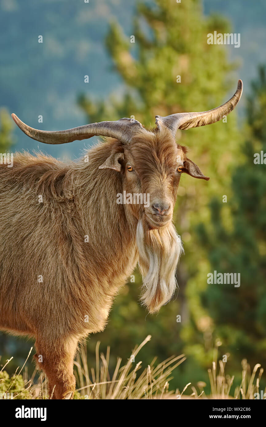 Portrait of Goat with Horns Stock Photo