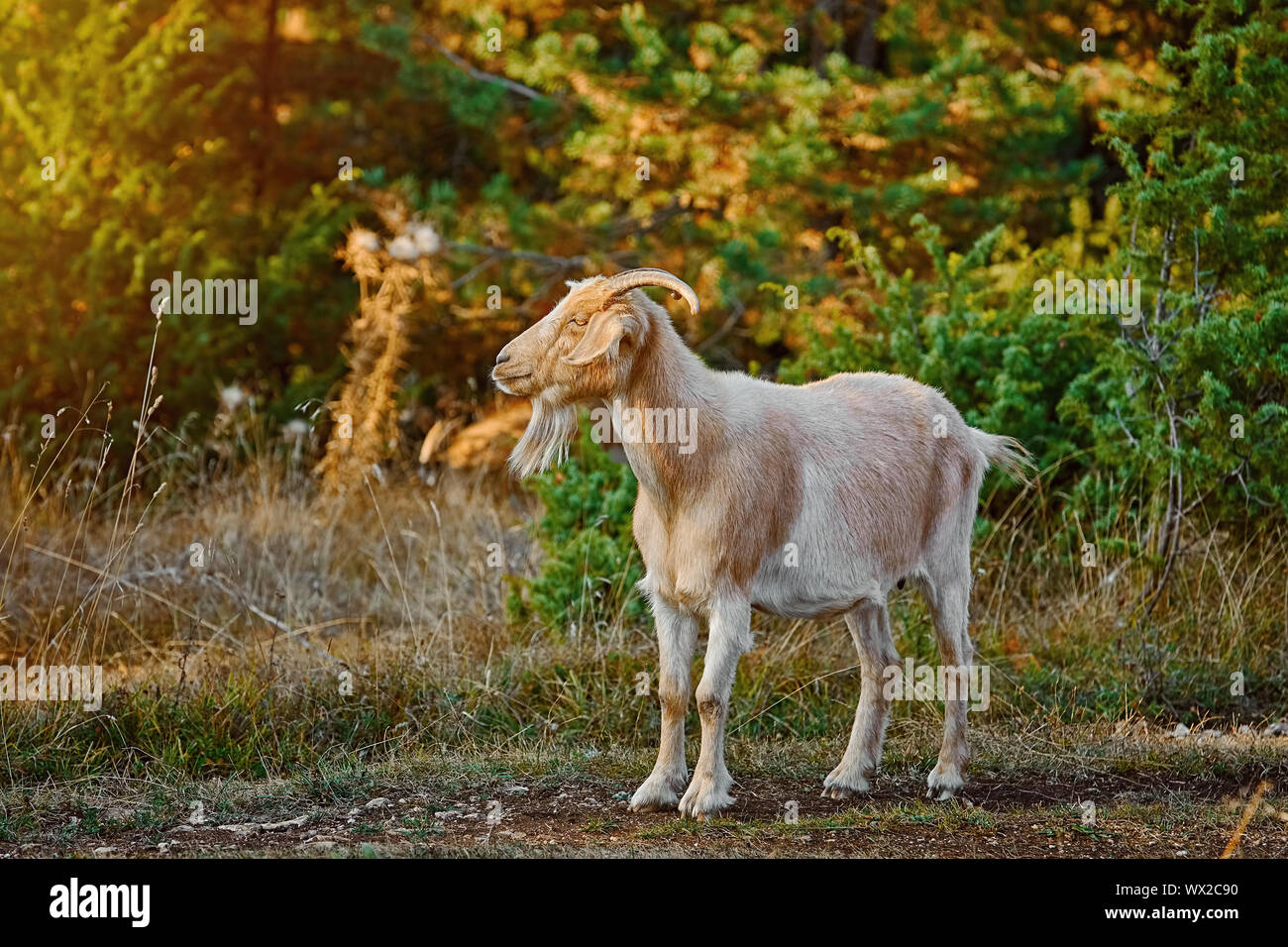 Goat with Horns Stock Photo