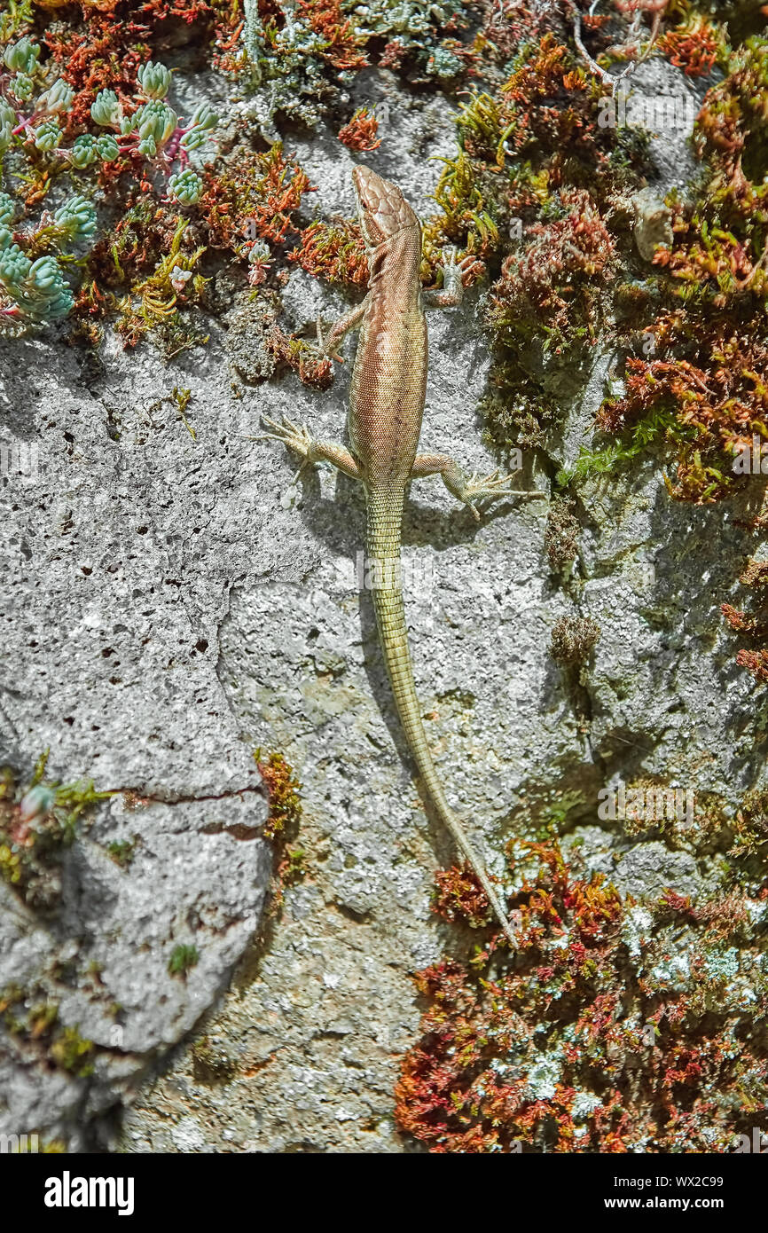 Lizard on the Rock Stock Photo