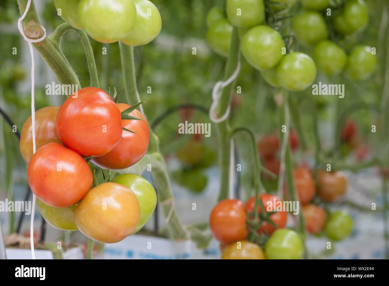 Big bunch with green and red tomatoes growing in the greenhouse Stock