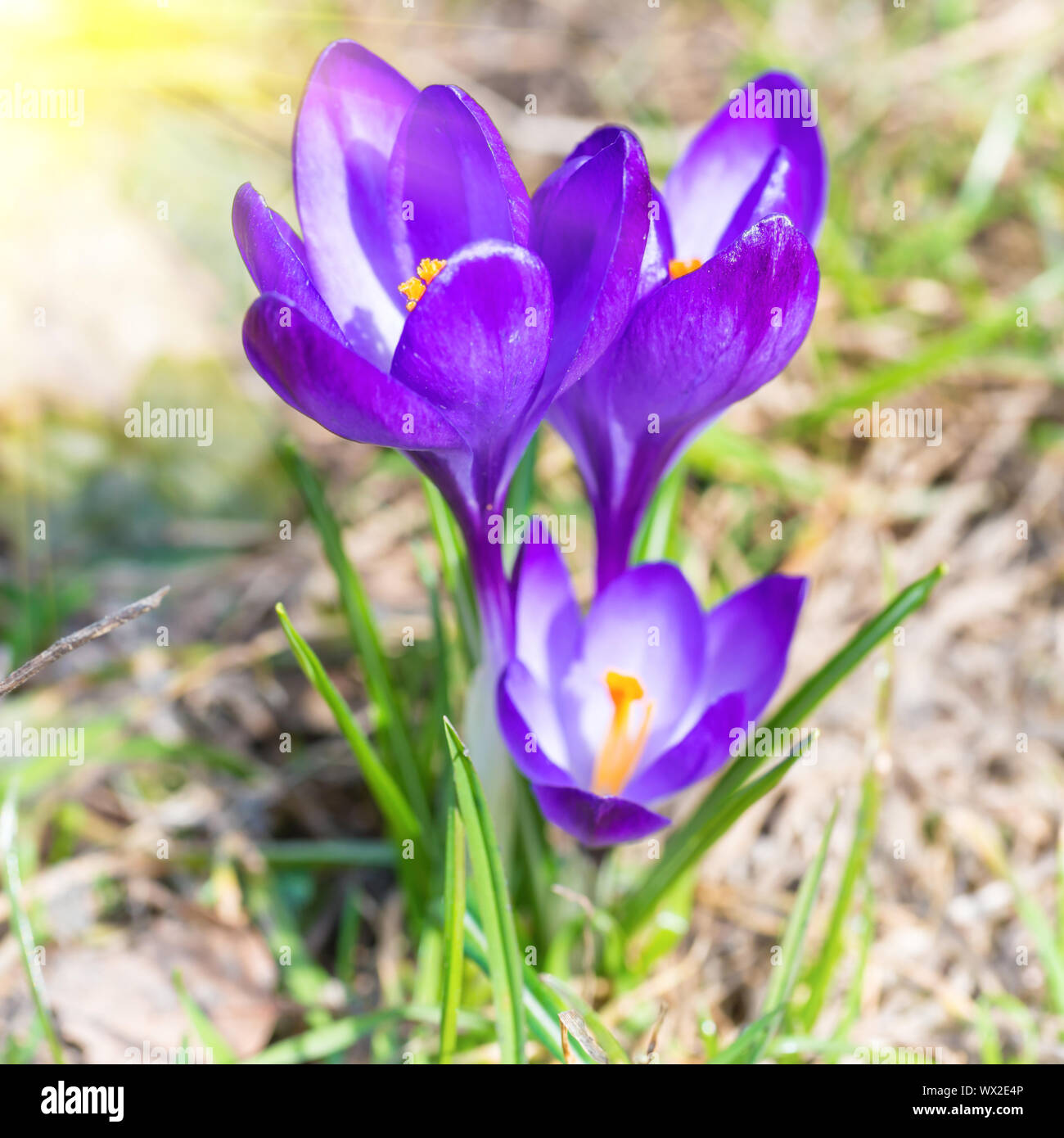 Crocus vernus, Spring crocus Stock Photo