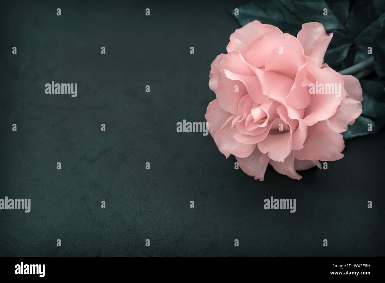 Luxurious pink rose with leaves on a dark green background Stock Photo ...