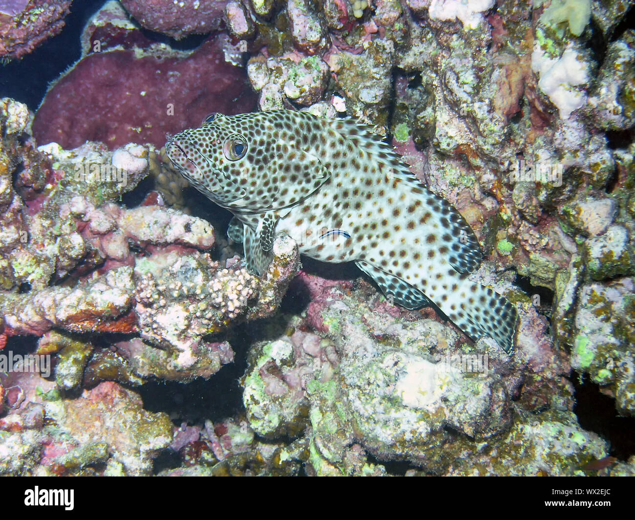 Greasy Grouper (Epinephelus tauvina Stock Photo Alamy