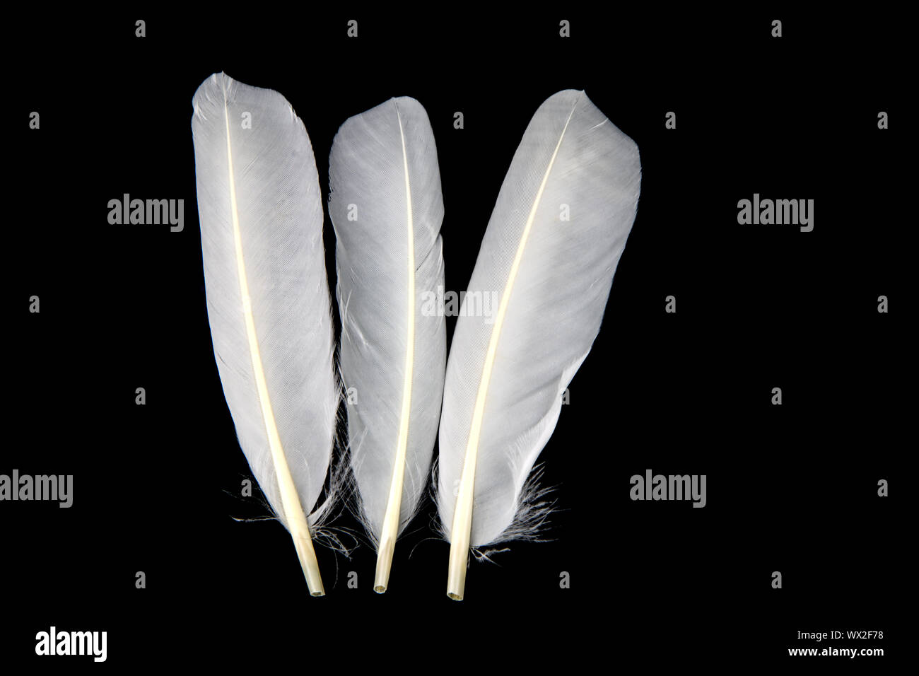 White duck feathers isolated against a black background Stock Photo - Alamy