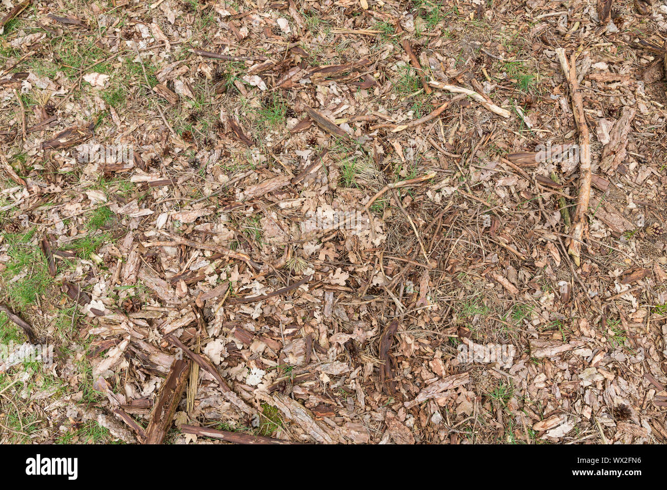 Background of forest floor with wood chips, sprigs, leafs, grass and pine cones Stock Photo