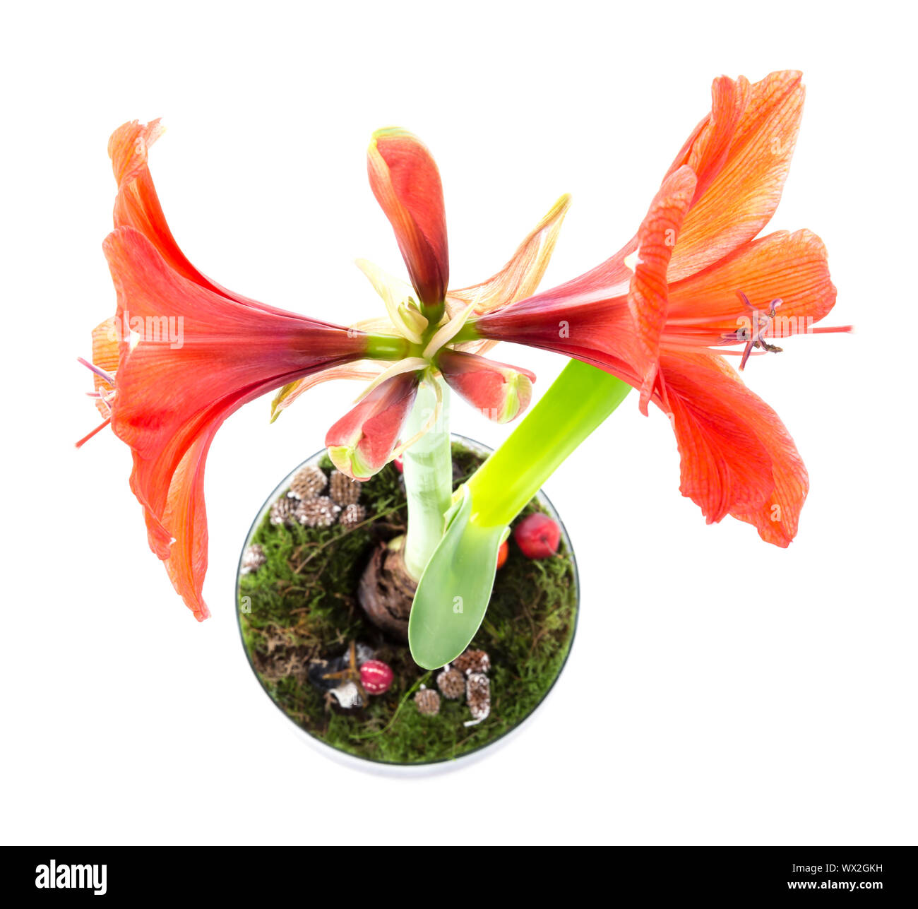 Top view of amaryllis in flower pot over a white background Stock Photo