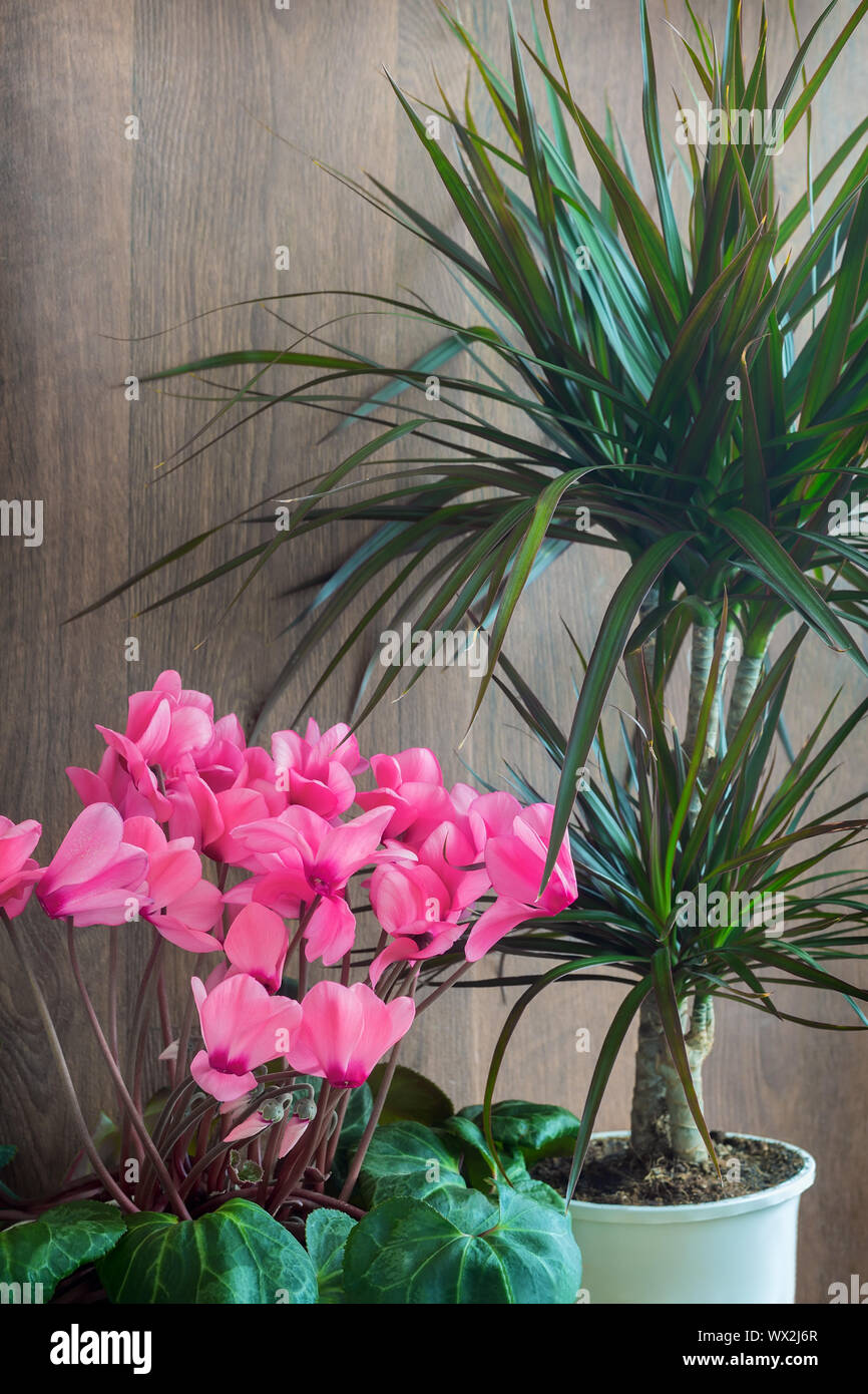 Flowers grow in pots: pink cyclamen and dracaena. Stock Photo