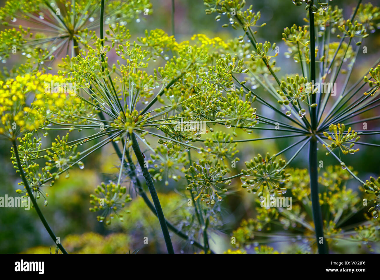 Inflorescence of dill seeds in dew drops close-up Stock Photo