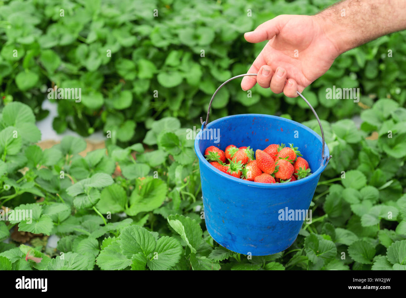 Farmer holding blue bucket in a strawberry field Stock Photo - Alamy