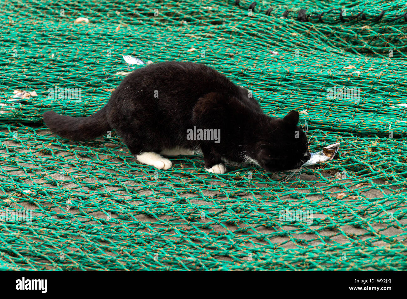 Feral cat looking for scraps of fish in a fishermens net. Stock Photo