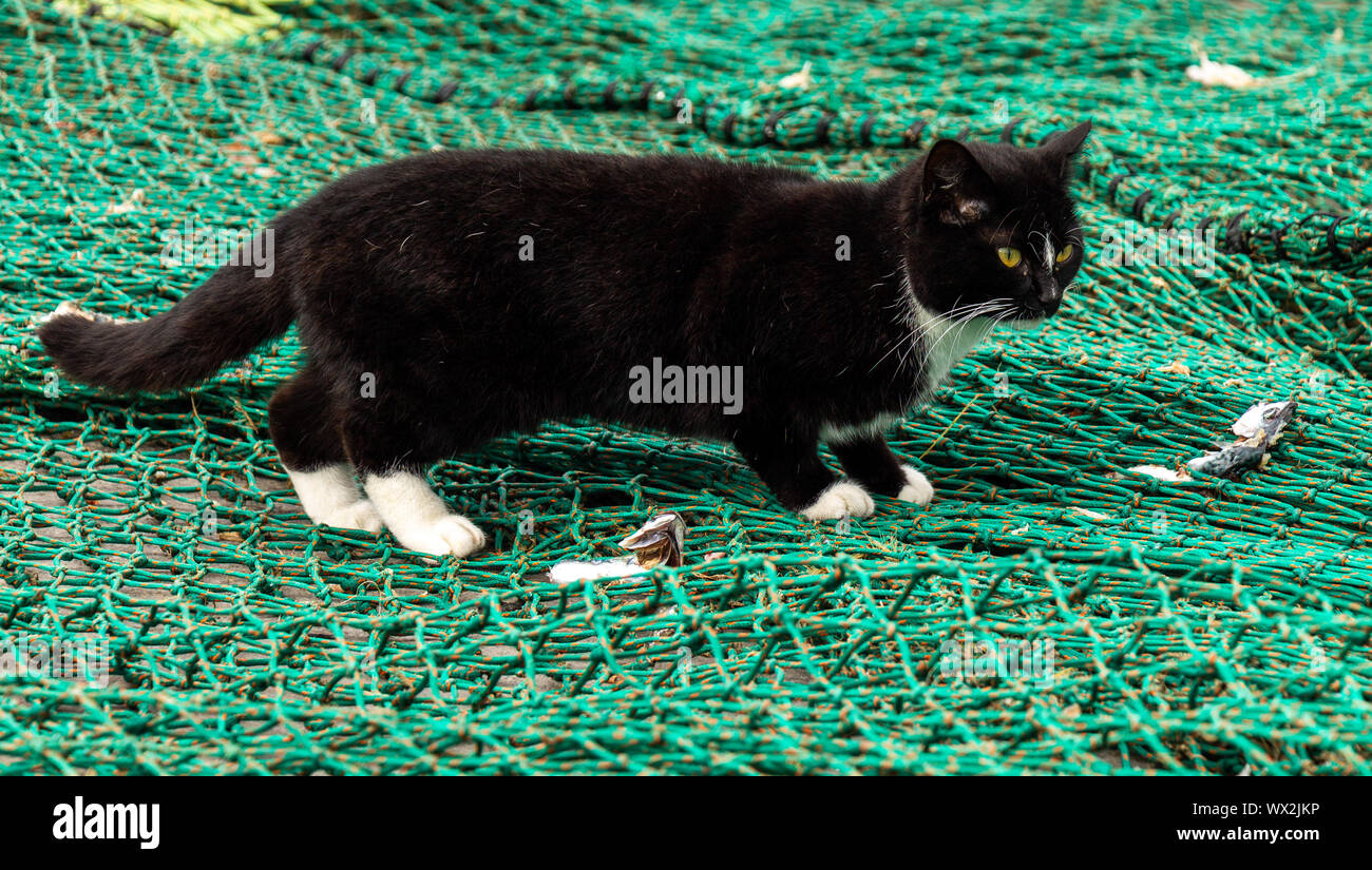 Feral cat looking for scraps of fish in a fishermens net. Stock Photo