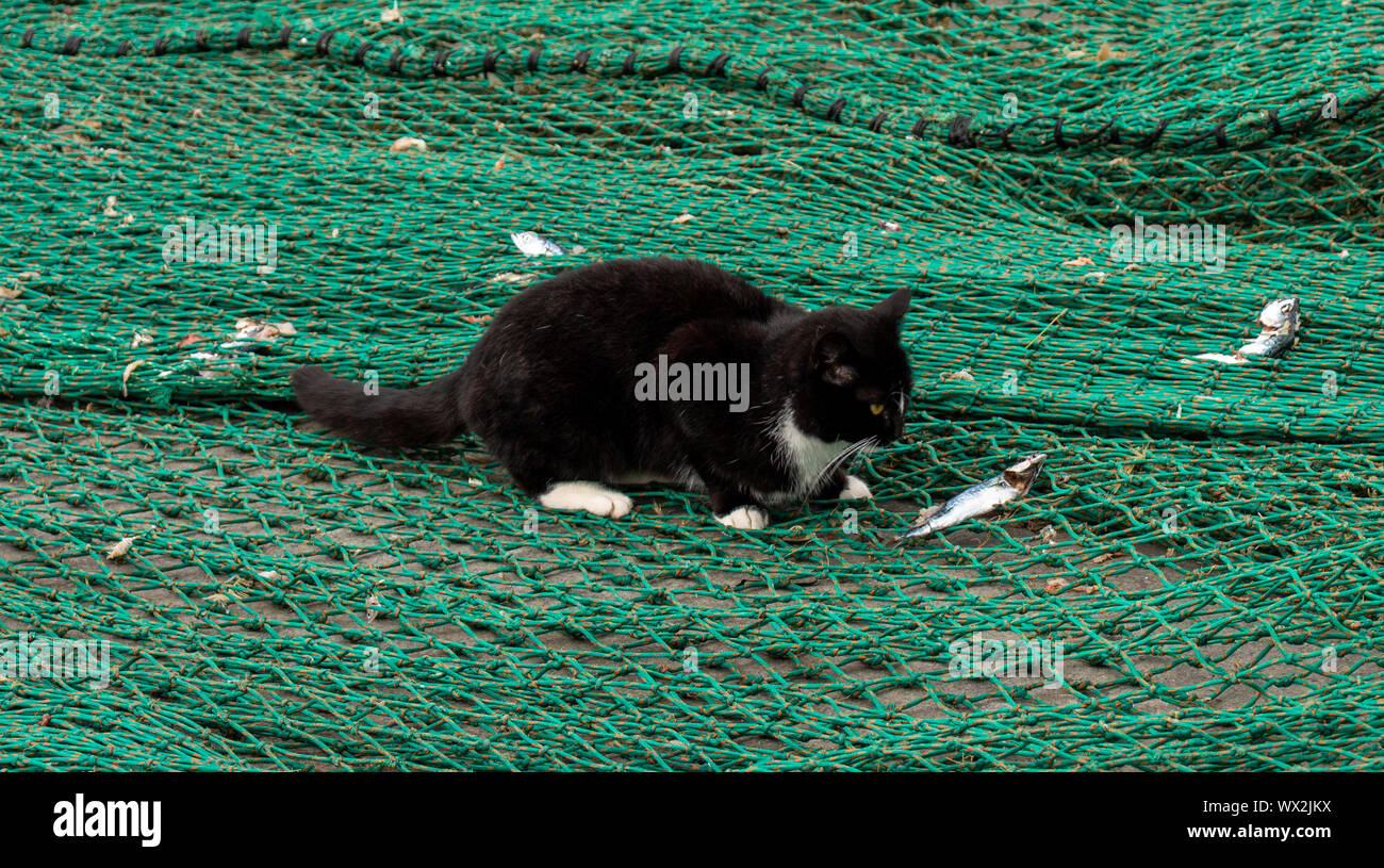Cat Eating Fish High Resolution Stock Photography and Images Alamy