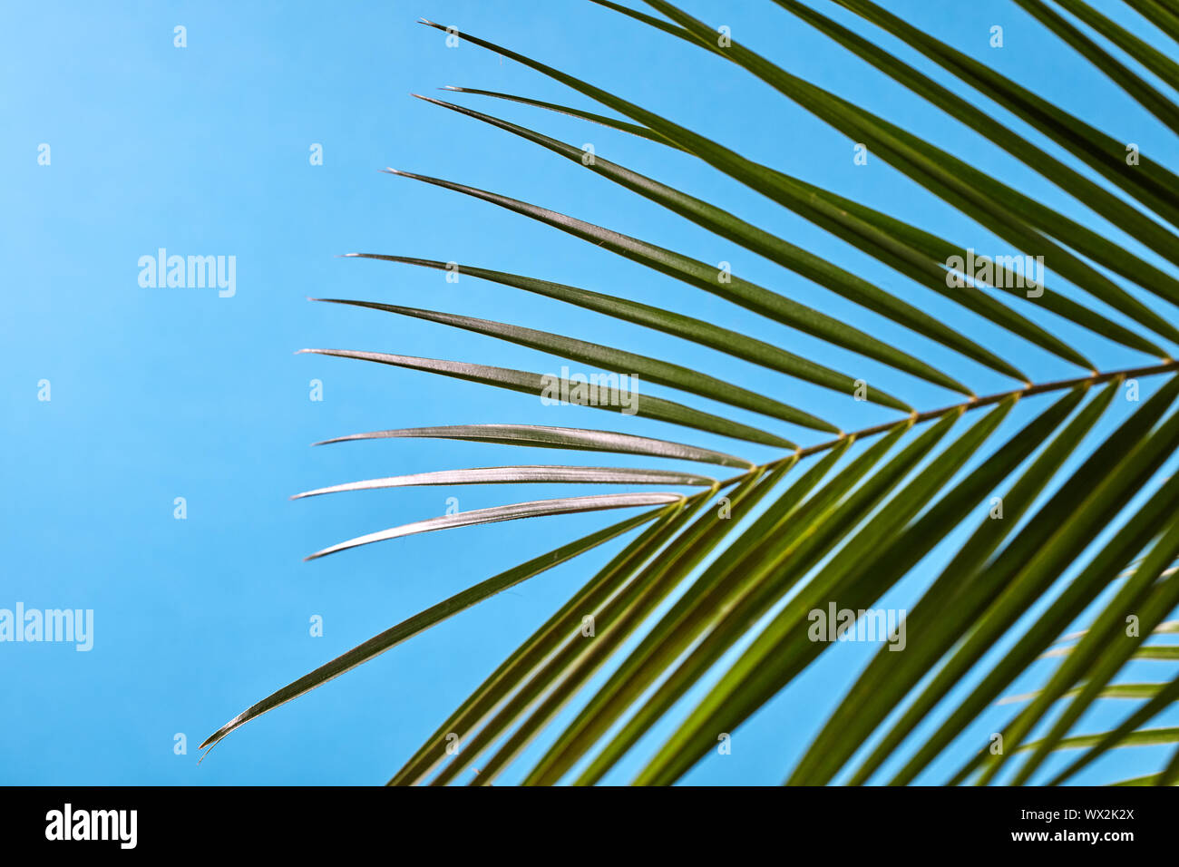 Evergreen palm tropical leaf on a blue background with copy space ...