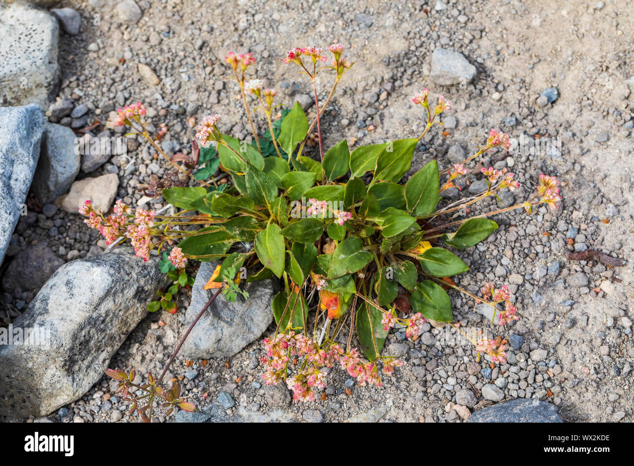 Dirty Socks, Eriogonum pyrolifolium, aka Alpine or Shasta Buckwheat, growing on pumice from the Mount St. Helens eruption in the Goat Rocks Wilderness Stock Photo