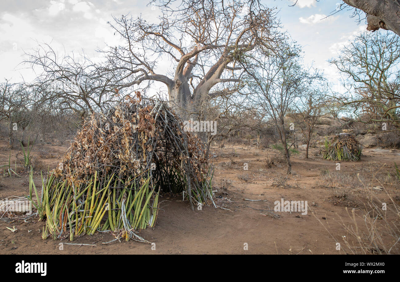 hadzabe tribe huts where they live Stock Photo