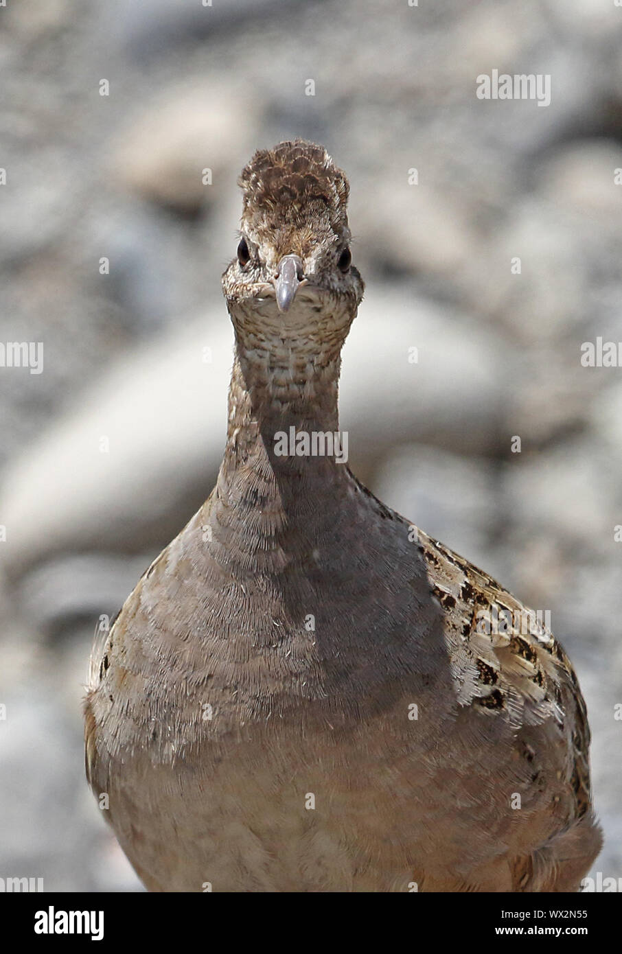 Chilean Tinamou (Nothoprocta perdicaria) close up of adult  Talca, Chile                 January Stock Photo