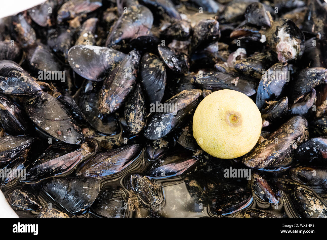 Mussels at fish market Stock Photo Alamy