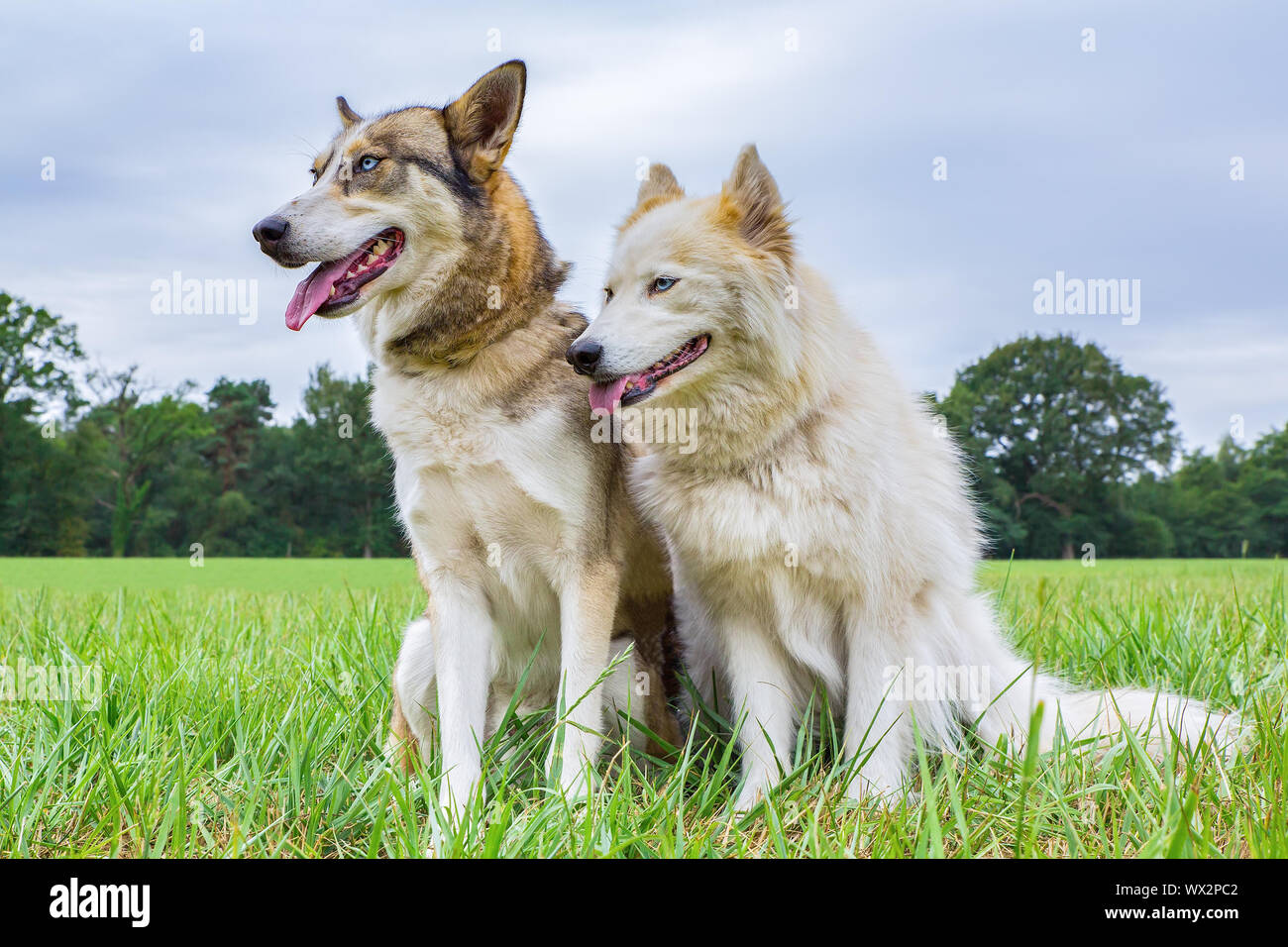 Two huskies sit together in meadow outside Stock Photo
