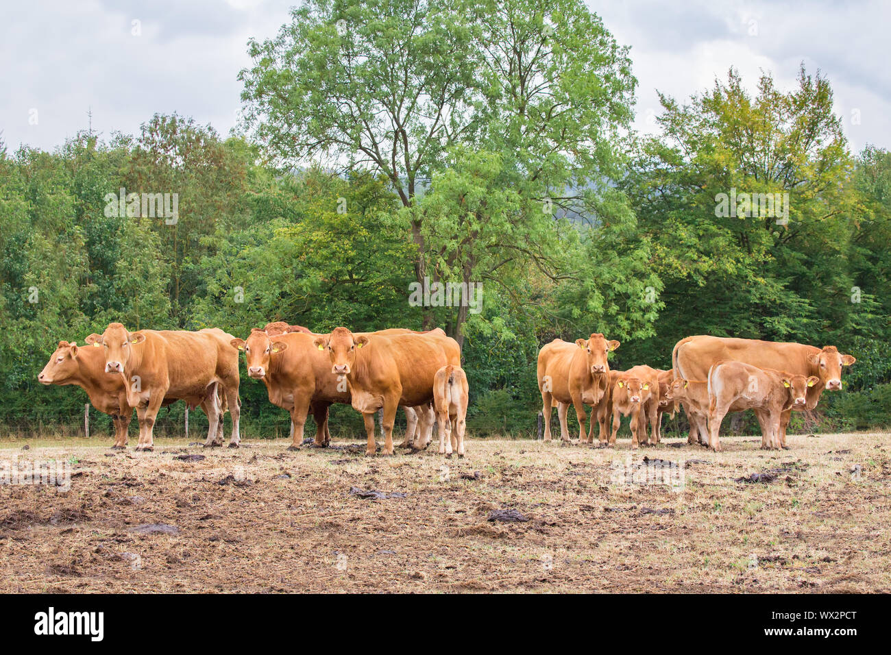 Herd of brown cows with calves in meadow Stock Photo