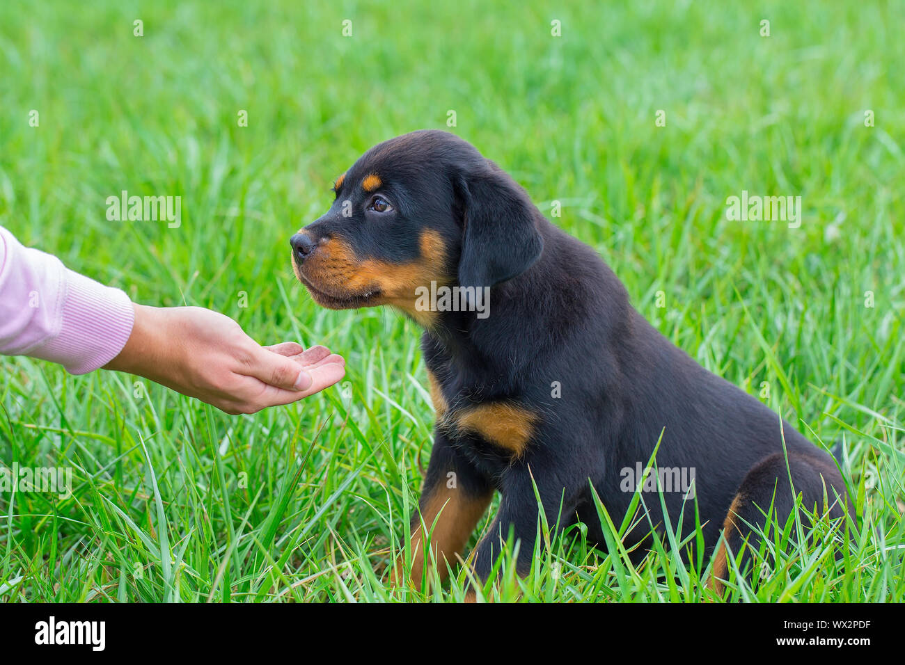 Rottweiler puppy in grass gets food on hand Stock Photo