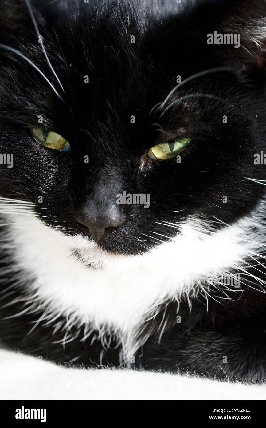 domestic cat, house cat, (felis silvestris f. catus), black and white, portrait Stock Photo