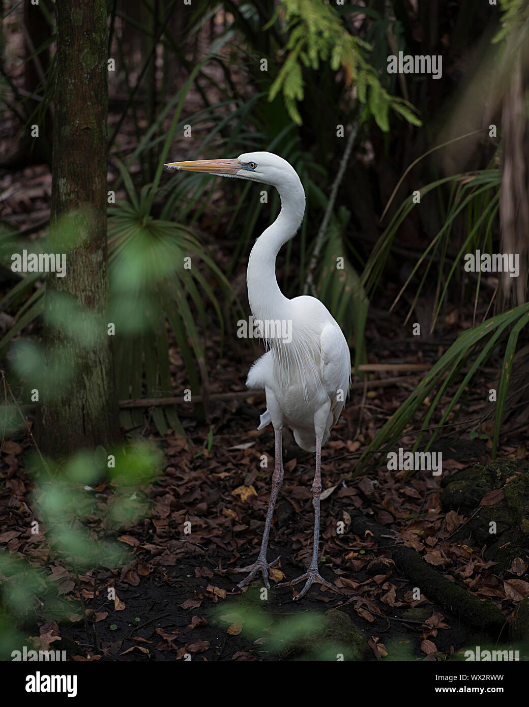 White Heron bird with a beautiful foliage background perch  in its environment and surrounding. Stock Photo