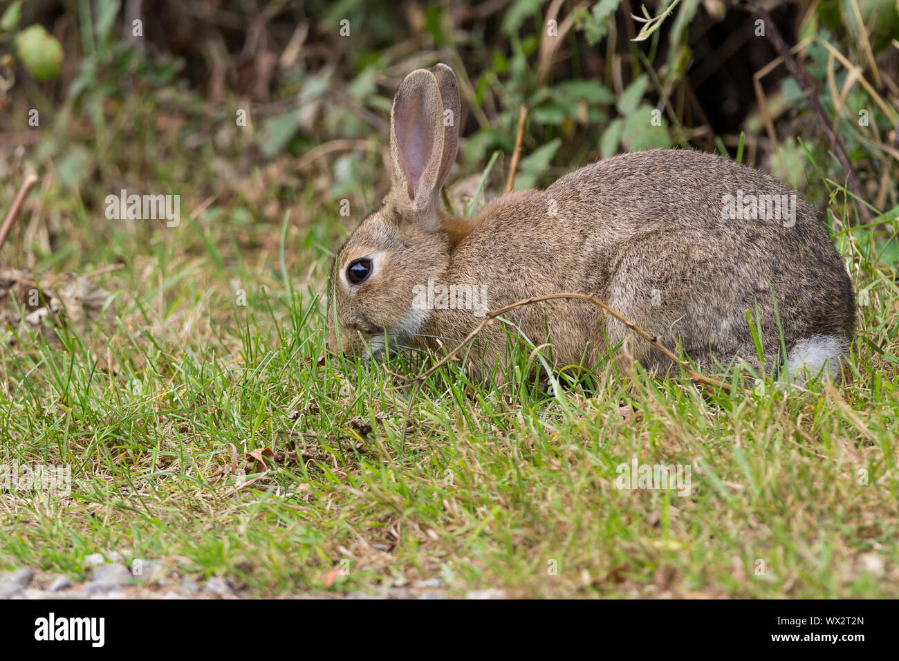 Rabbit (Oryctolagus canniculus) grey brown fur with underside white or light grey long ears and small cotton bud tail. Large dark eyes long rear legs. Stock Photo