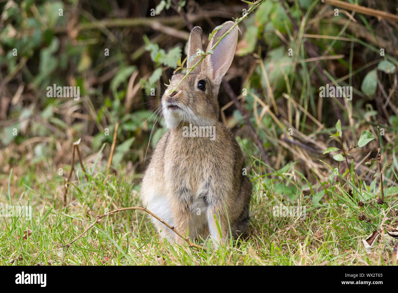 Rabbit (Oryctolagus canniculus) grey brown fur with underside white or light grey long ears and small cotton bud tail. Large dark eyes long rear legs. Stock Photo