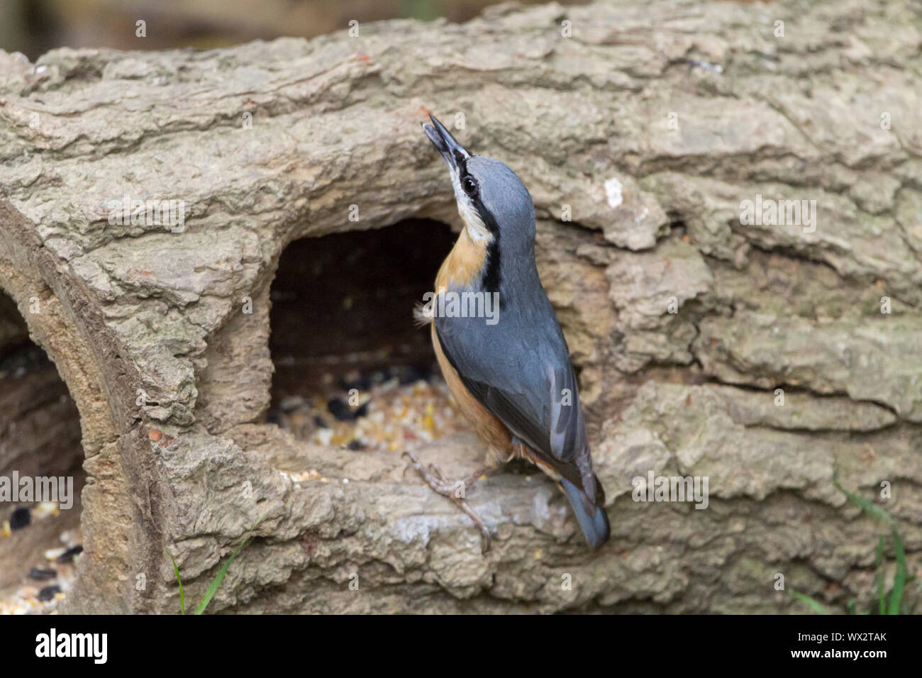 Nuthatch (Sitta europaea) collecting seeds for hiding. Blue grey upperparts buff underparts and chestnut on flanks black stripe through eyes long bill Stock Photo
